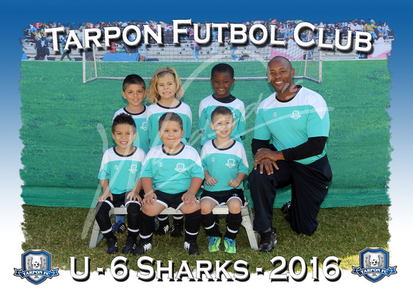 114- U6 Sharks